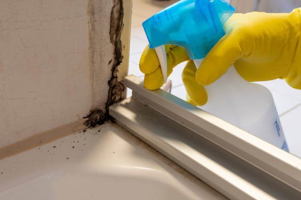 Best Emergency Mold Remediation in Sammamish, WA