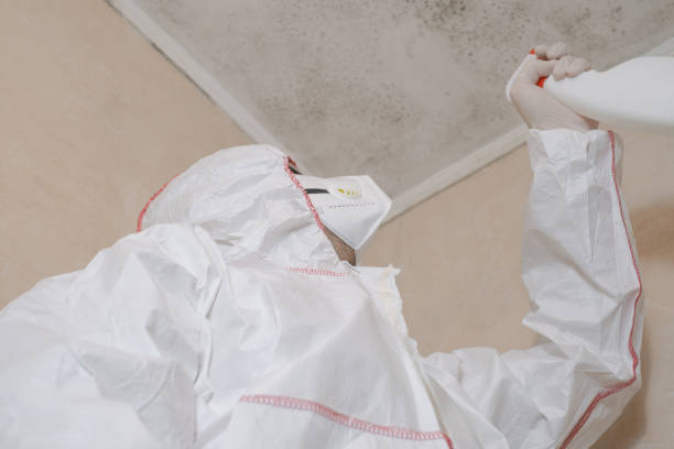 Best Residential Mold Remediation in Sammamish, WA