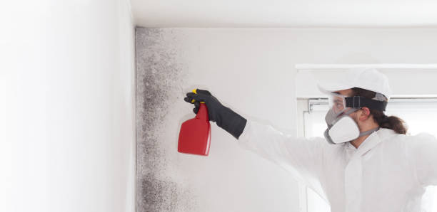 Best Residential Mold Remediation in Sammamish, WA